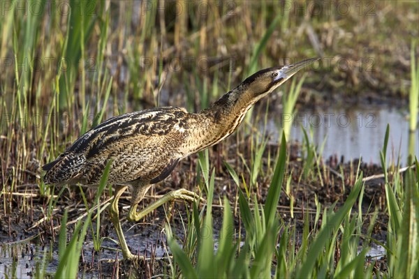 Eurasian Bittern or Great Bittern (Botaurus stellaris) in young reed