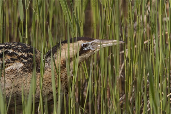 Eurasian Bittern or Great Bittern (Botaurus stellaris) in young reed