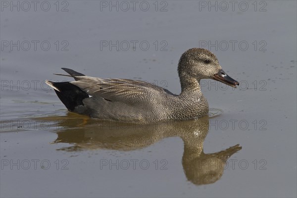 Gadwall (Anas strepera)