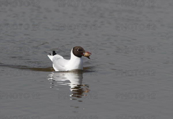 Black-headed Gull (Chroicocephalus ridibundus) carrying a regurgitated pellet