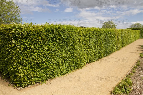 Beech (Fagus sylvatica) hedge in spring