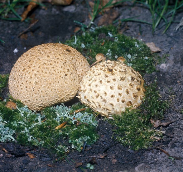 Common earthball