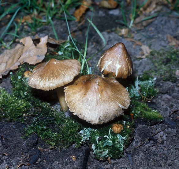 Star fibrecap (Inocybe asterospora)