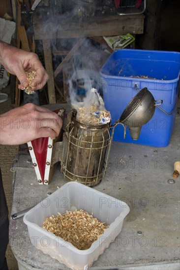 Preparing the smoker used to pacify the honey bees