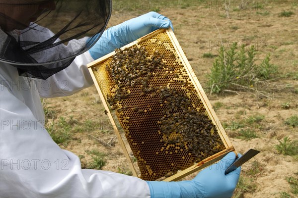 Beekeeper inspecting brood frame which shows worker honey bees tending larva cells