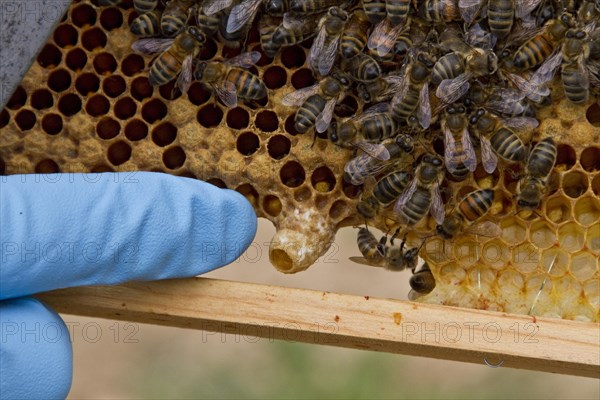 Finger pointing out a new honey bee queen cell on the brood frame