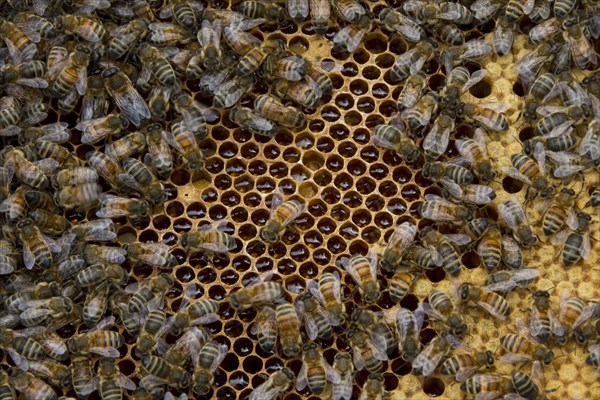 Worker bees tending drone and honey and nectar cells in the brood frame part of the hive