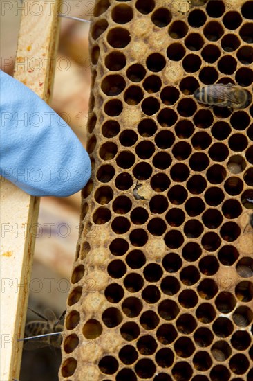 Finger pointing out a newly emerging worker honey bee on the brood frame