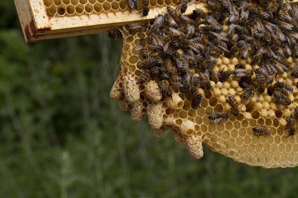 A cluster of queen cells on the sacrificial natural cells made by the workers which hang from the brood frame