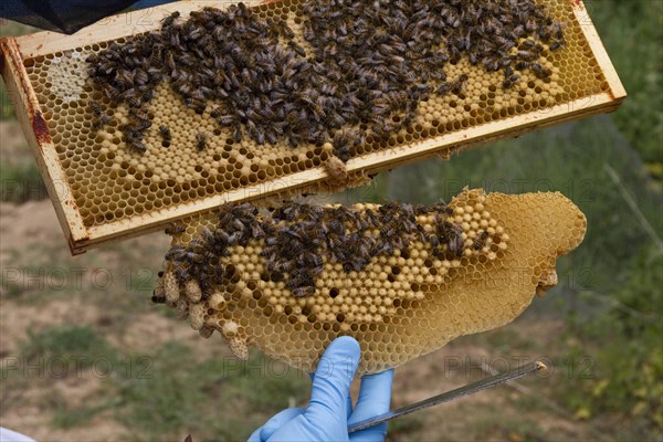 Removing sacrificial natural cells made by the workers which hang from the brood frame