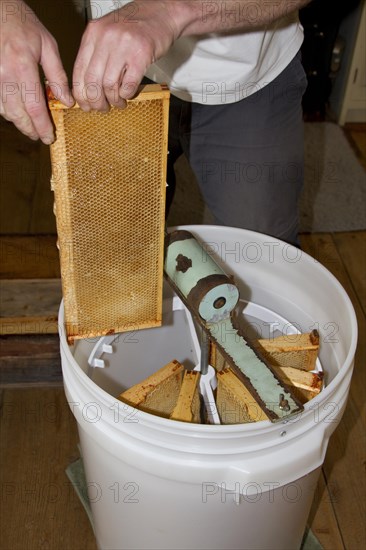 Honeycomb frames are placed into a spinning drum and then spun at high speed to separate the honey from the comb