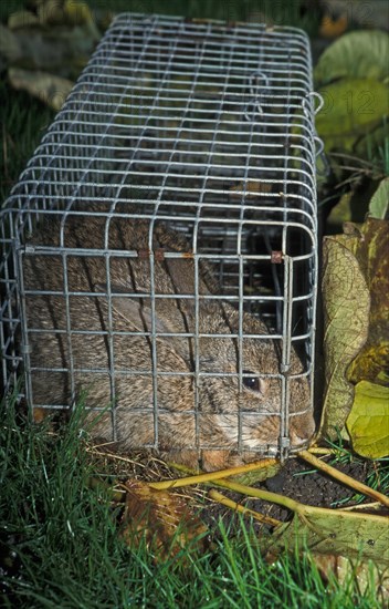 Rabbit (Oryctolagus cuniculus) trapped in live trap