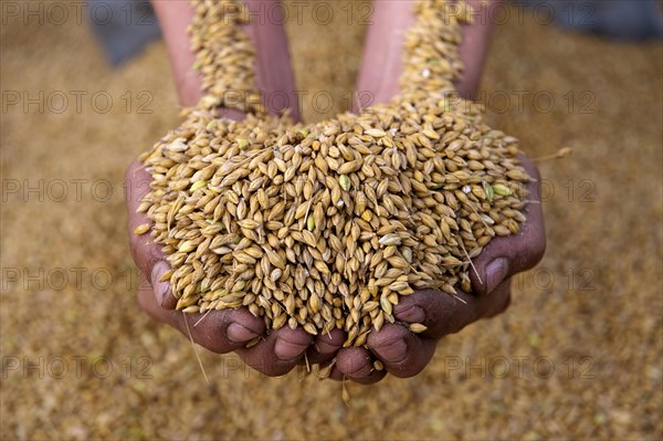 Barley (Hordeum vulgare) crop