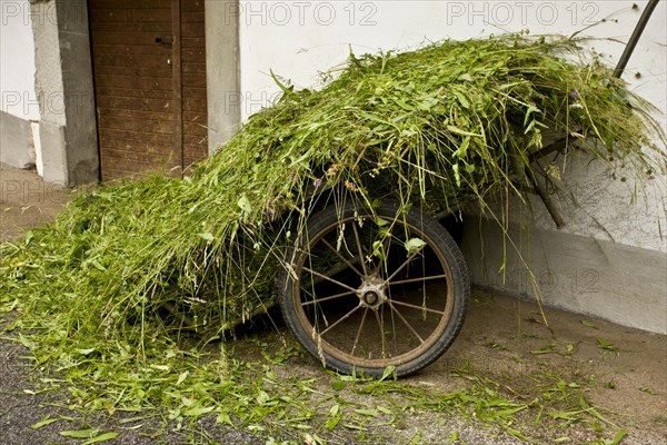 Cart with newly harvested flower-rich hay