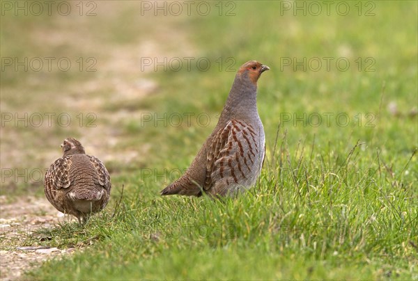 Adult male Grey Partridge (Perdix perdix) standing tall next to crouching female