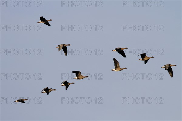 Pink-footed Geese (Anser brachyrhynchus)