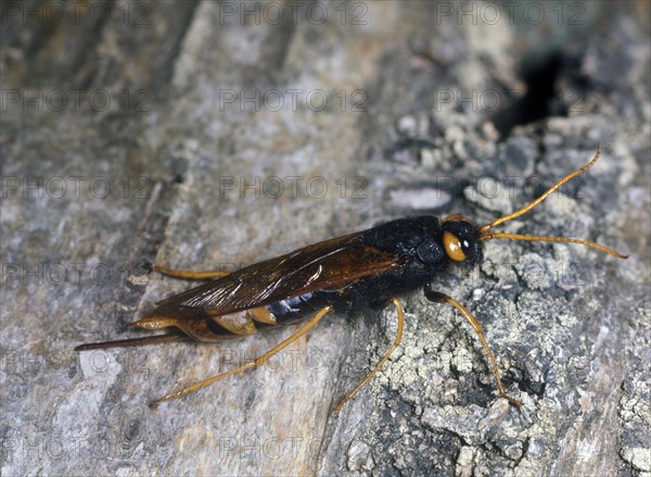 Greater horntail or Wood wasp (Sirex gigas)