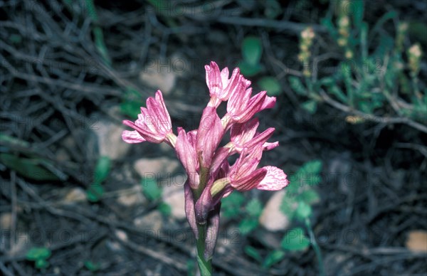 Pink Butterfly Orchid (Orchis caspia)