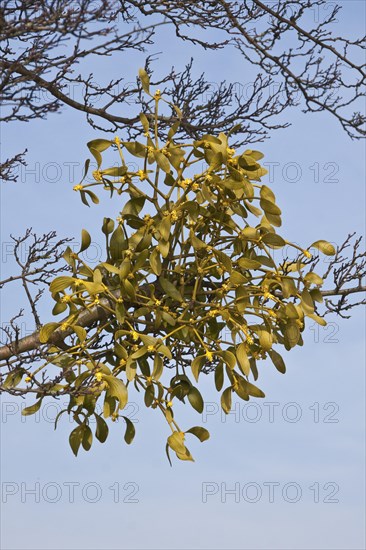 Mistletoe (Viscum album) growing on tree