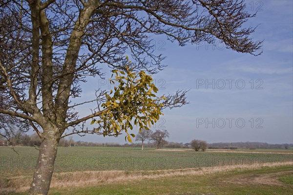 Mistletoe (Viscum album) growing on tree