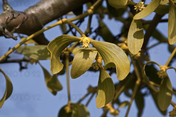 Mistletoe (Viscum album) growing on tree