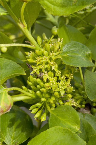 Common Buckthorn (Rhamnus catharticus)