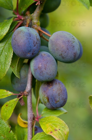 Damson (Prunus domestica var. insititia)