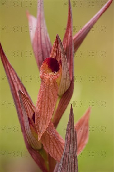 Long-lipped Tongue Orchid (Serapias vomeracea)