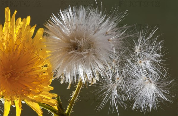 Corn Sow-thistle (Sonchus arvensis)