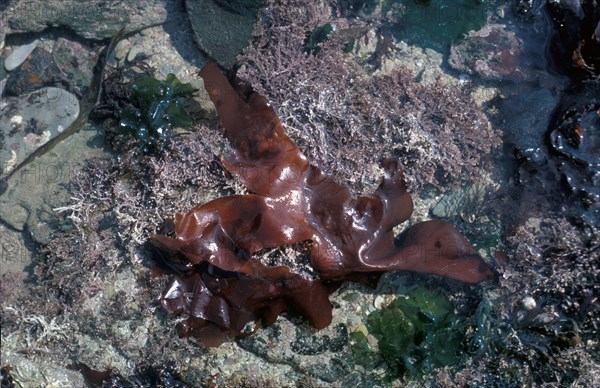 Schizymenia dubyi on rock with Corallina officinalis seaweed and Sea lettuce (Ulva lactuca)