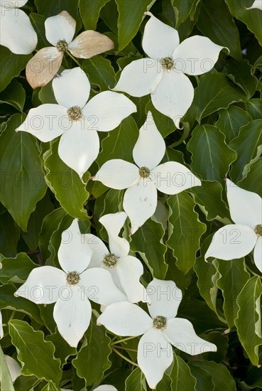 Pacific Dogwood (Cornus nuttallii)