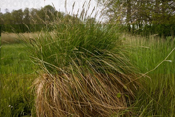 Greater Tussock Sedge (Carex paniculata)