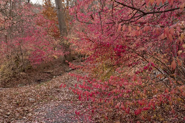 Winged Spindle (Euonymus alatus)