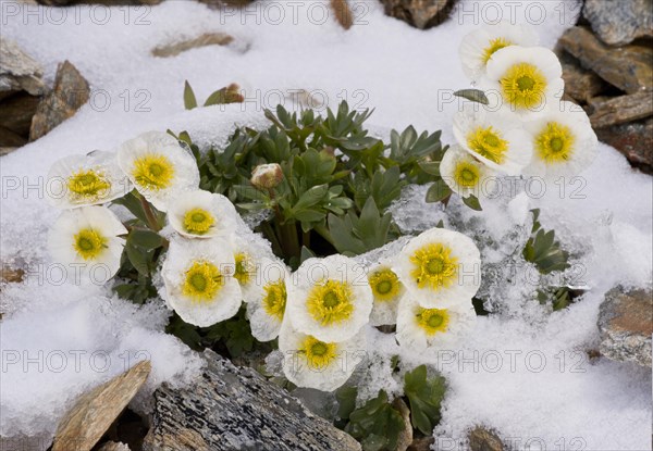 Glacier Crowfoot (Ranunculus glacialis)