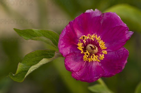 Balkan Paeony (Paeonia mascula)