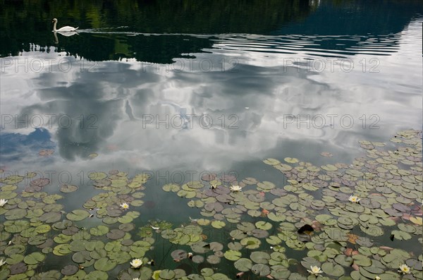 White Waterlily (Nymphea alba)