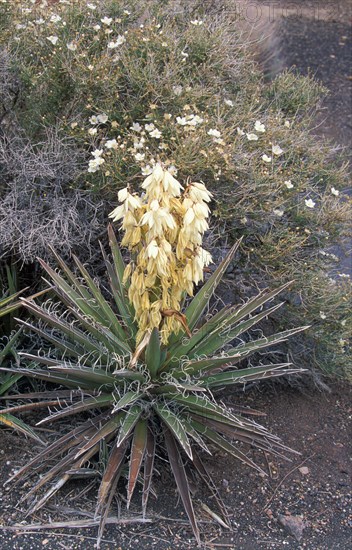 Datil yucca or Banana yucca (Yucca baccata)