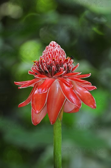 Torch Ginger (Etlingera elatior)