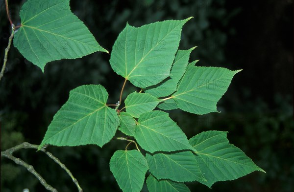 Kyushu Maple or Red Snakebark Maple (Acer capillipes) leaves