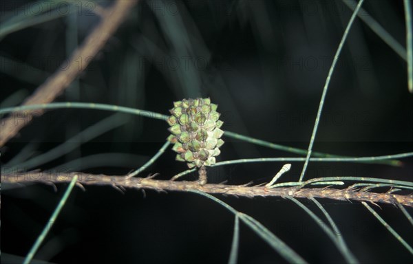 Casuarina equisetifolia