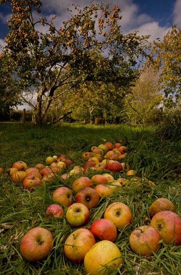 Cultivated Apple (Malus domestica)