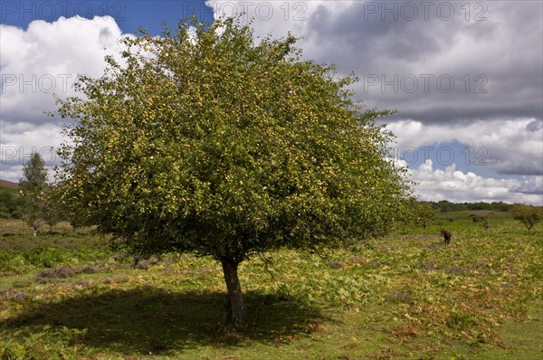 Wild Crabapple (Malus sylvestris)