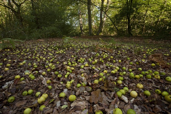 Wild Crabapple (Malus sylvestris)