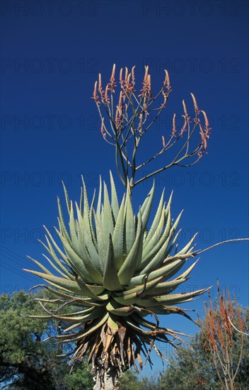Aloe (Aloe littoralis)