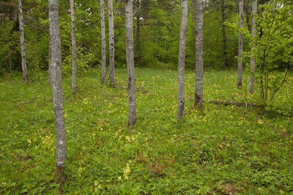 European Aspen (Populus tremula)