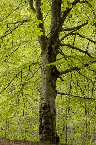 Common Beech (Fagus sylvatica)