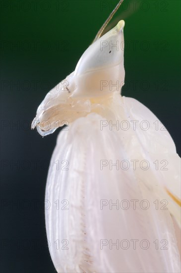 Orchid Mantis (Hymenopus coronatus)