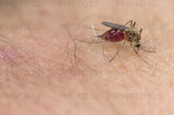 Common Mosquito (Culex pipiens)