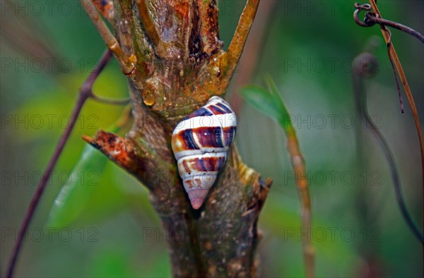 Liguus Tree Snail (Liguus fasciatus pictus)