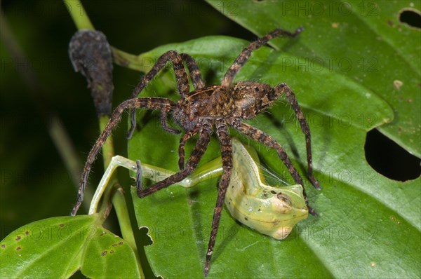 Wandering Spider (Ctenidae sp.)